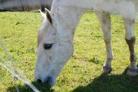 Horse near the stables