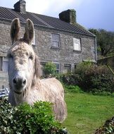 white donkey against the background of a country house