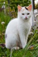 charming white cat is sitting in the garden
