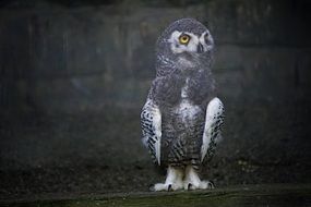 white owl on a dark background