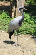 Heron in the zoo