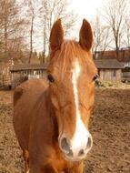 brown horse with a white stripe on his head