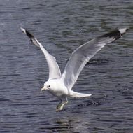 Descent Wings