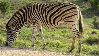 zebra in the wildlife of south africa