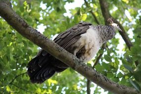 charming Peacock Bird on Tree