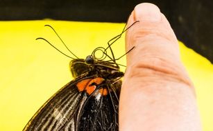 butterfly on the human finger