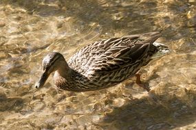 brown duck in the water