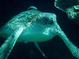 Turtle Underwater Sea