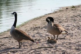 Colorful adult and young Canadian geese on Bank at Water