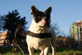 Bulldog in Collar outdoor