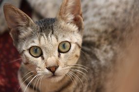 big green eyes of a cute kitten