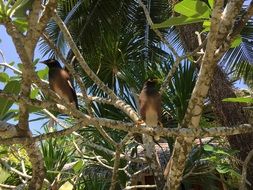 two birds sit on a tree in Thailand