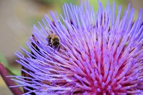 bee on a purple flower in nature close-up on blurred background