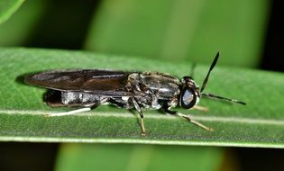 black soldier beetle on green leaf close up