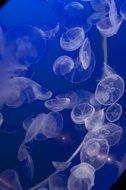 beautiful jellyfish in Vancouver aquarium