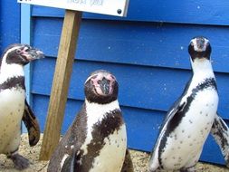 funny black and white penguins