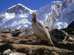 bird on the rocks in nepal