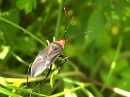colorful beetle on a green plant