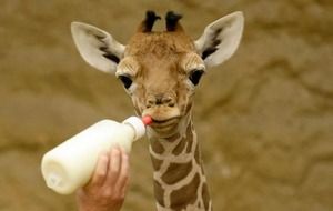 little giraffe drinking milk close-up on blurred background