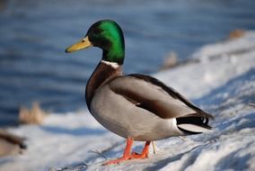 drake in winter