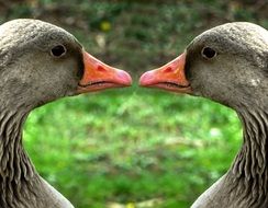 Greylag Goose Poultry