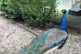 peacock like a mysterious bird
