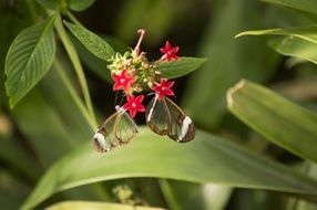 Macro photo of Glass butterflies are on a flowers