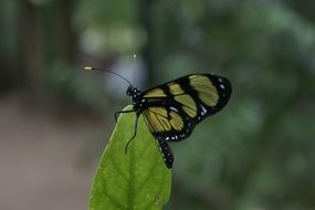 Green and black butterfly