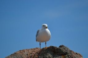 european herring gull on the rock