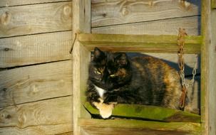 domestic cat with colorful coat