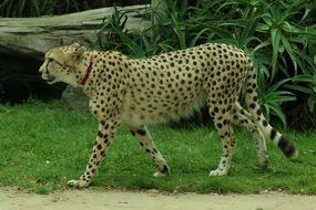 Wild cheetah near tree