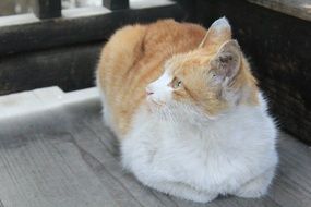lying white and red cat