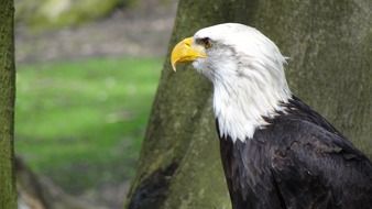 white-headed eagle close-up on blurred background
