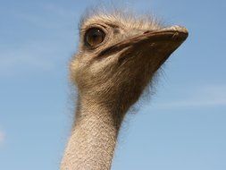 charming Ostrich