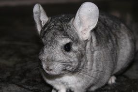 gray chinchilla