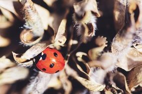 ladybird on dry leaves