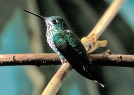 perched hummingbird