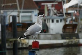 seagull in the port on the Baltic Sea