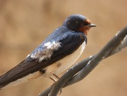 the swallow sits on the wire