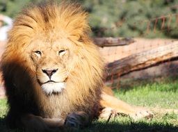 Beautiful lion in Valencia in Spain