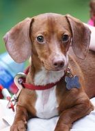 Brown Dachshund dog puppy