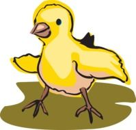 graphic image of yellow chicken on green grass