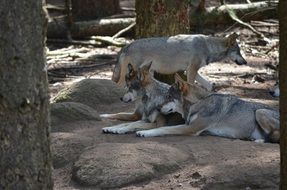 Wild grey wolves in captivity