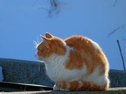 Bicolor Cat sitting outdoor, side view