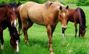 flock of brown horses on a green pasture