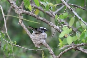 small black and white Bird on Nest, Flycatcher