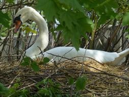 nesting graceful swan