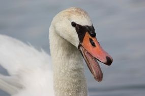 white swan on water close-up