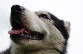 portrait of the cute, beautiful and cute husky dog