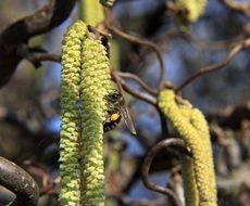 wasp on the catkin